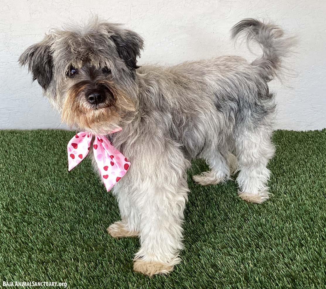 Belle, an adopted mixed breed in San Diego, CA image 2/4