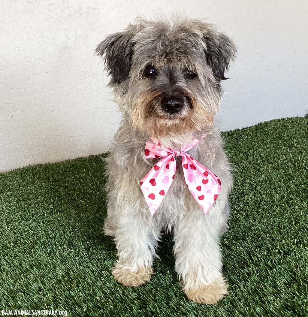 Belle, an adopted mixed breed in San Diego, CA image 3/4