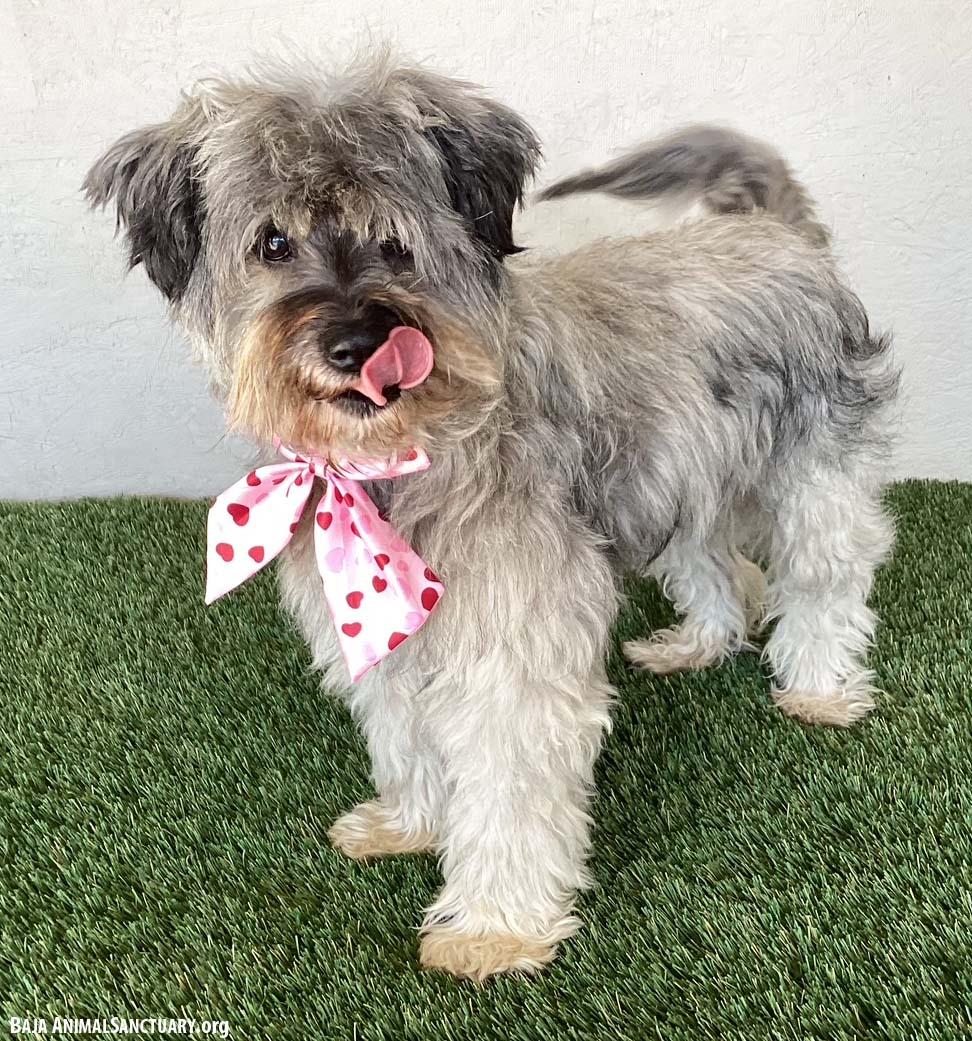 Belle, an adopted mixed breed in San Diego, CA image 4/4