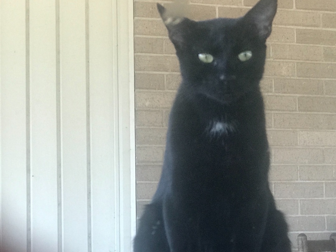 Chessie, a Adoptable Domestic Short Hair in Haltom City, TX image 1/6