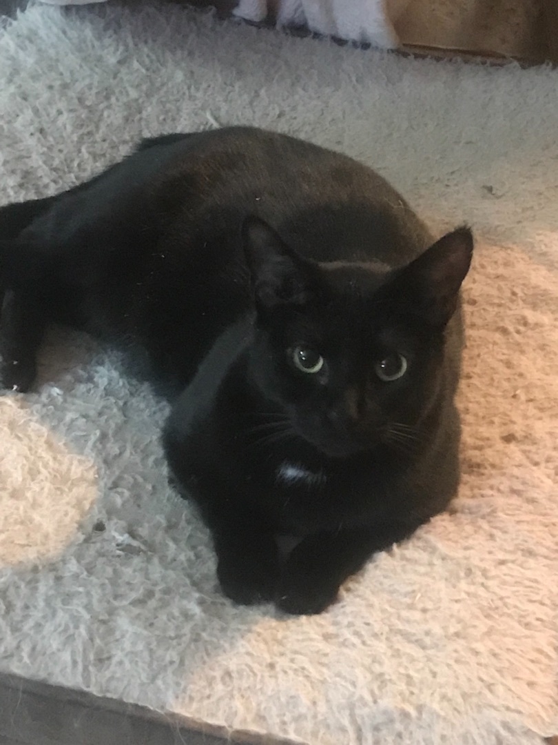 Chessie, a Adoptable Domestic Short Hair in Haltom City, TX image 2/6