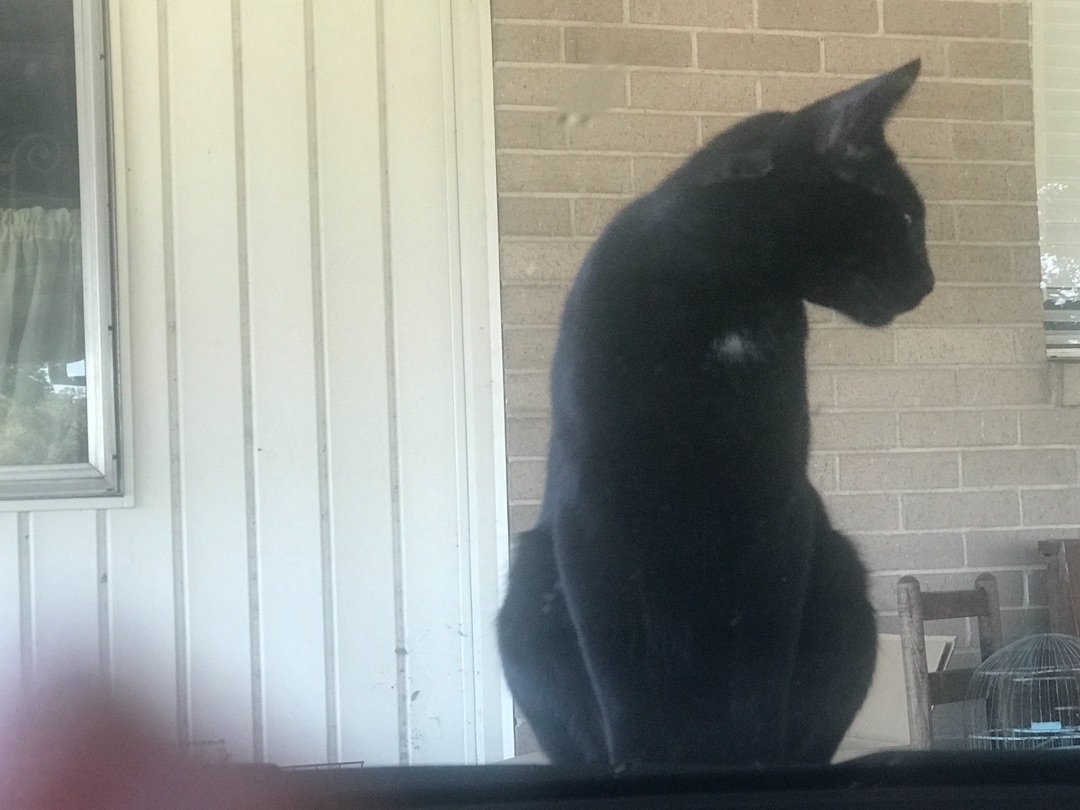 Chessie, a Adoptable Domestic Short Hair in Haltom City, TX image 3/6