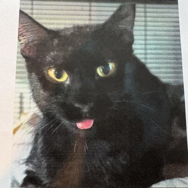 Lala, Adoptable, Adult Female Domestic Short Hair.