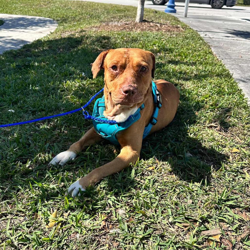 Harvey, Adoptable, Adult Male Pit Bull Terrier.