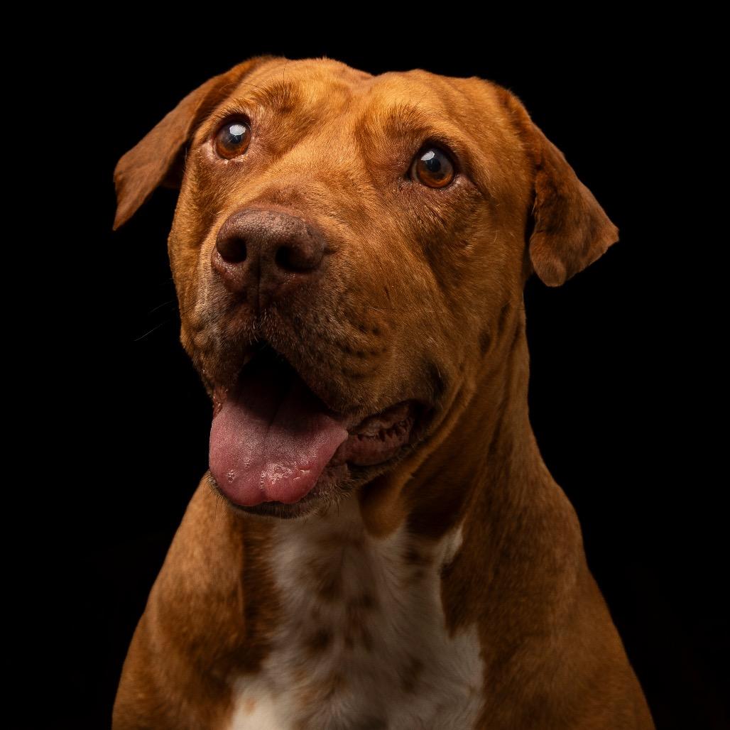 Enlarge Harvey, a Adoptable Pit Bull Terrier in Lauderhill, FL image 2/5