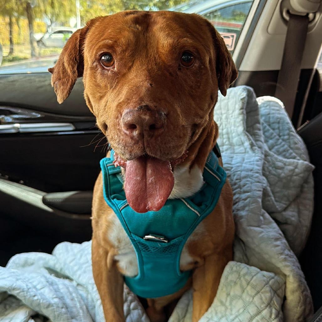 Harvey, a Adoptable Pit Bull Terrier in Lauderhill, FL image 2/3