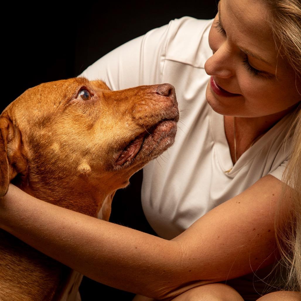 Enlarge Harvey, a Adoptable Pit Bull Terrier in Lauderhill, FL image 3/5