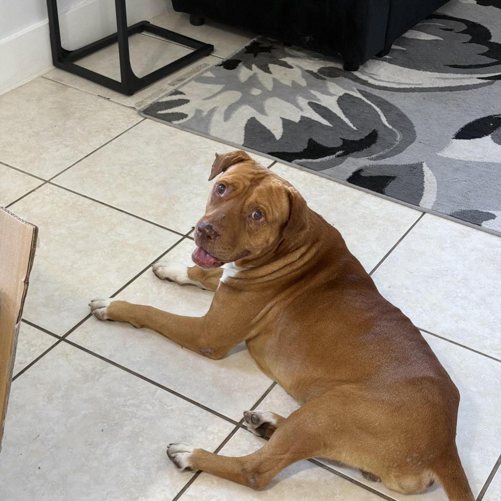 Harvey, a Adoptable Pit Bull Terrier in Lauderhill, FL image 3/3