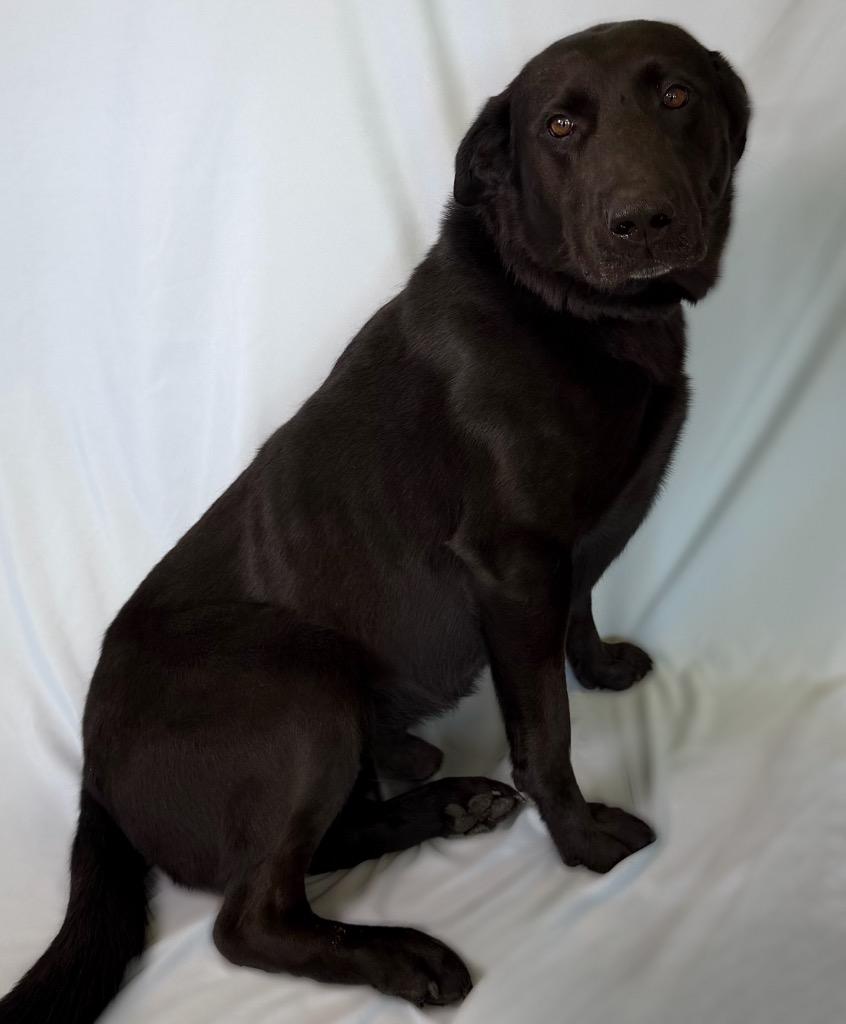 Major, ADOPTABLE, Adult Male Labrador Retriever.