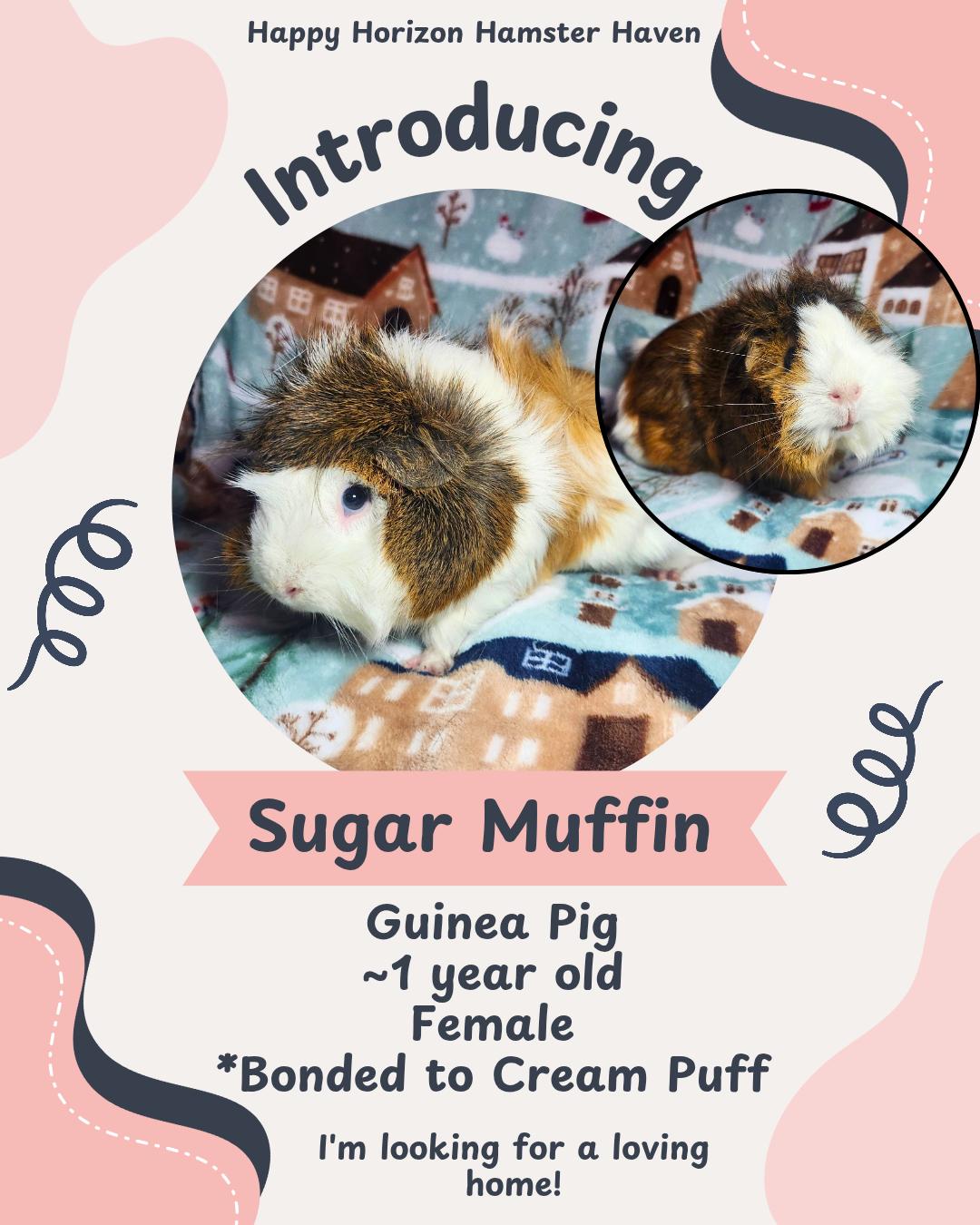 Sugar Muffin & Cream Puff, an adopted Guinea Pig in West Chester, OH image 2/2