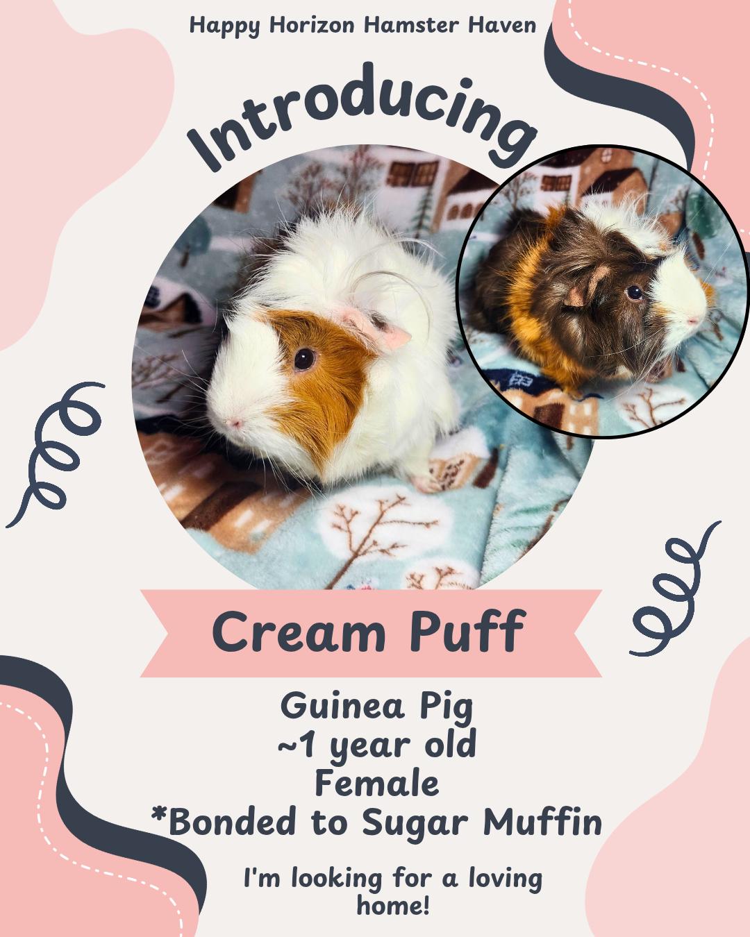 Sugar Muffin & Cream Puff, an adopted Guinea Pig in West Chester, OH image 1/2