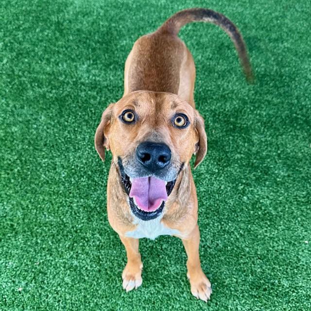 Enlarge RONIN, a Adoptable mixed breed in Murfreesboro, TN image 1/1