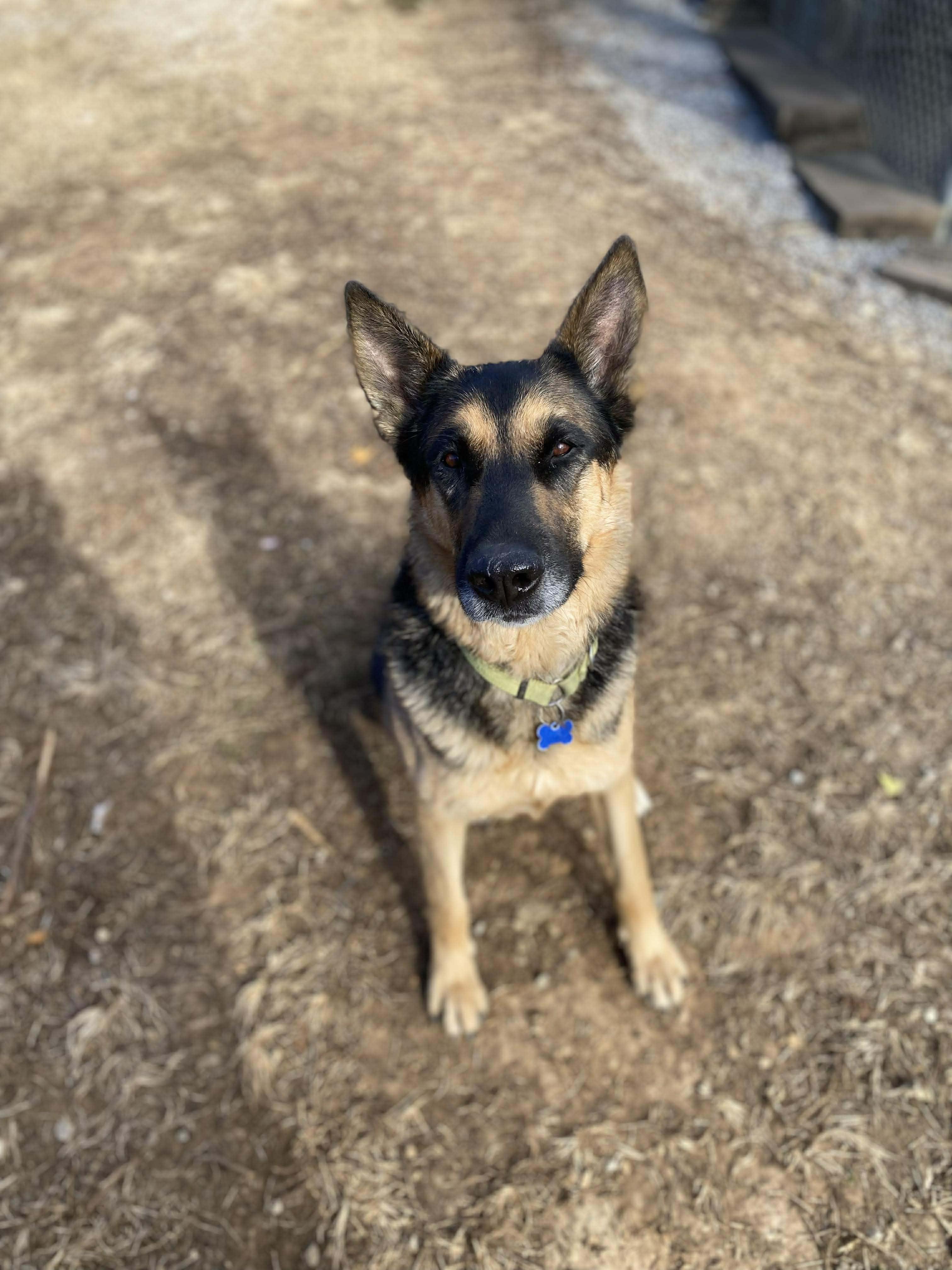 Enlarge Big Ben, a Adoptable German Shepherd Dog in Sewaren, NJ image 4/6