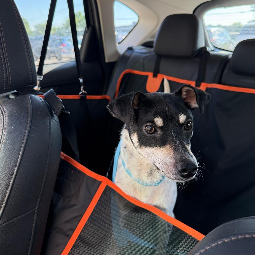 Weasel D69724, Adoptable, Adult Male Jack Russell Terrier.