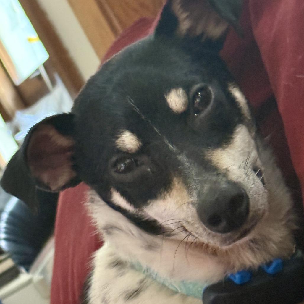 Enlarge Weasel D69724, a Adoptable Jack Russell Terrier in Minnetonka, MN image 2/6