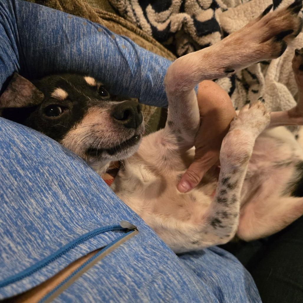 Enlarge Weasel D69724, a Adoptable Jack Russell Terrier in Minnetonka, MN image 3/6