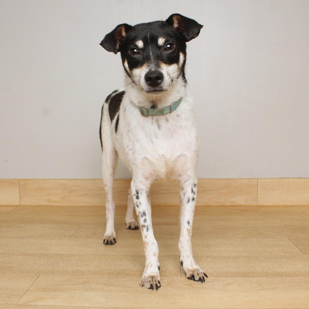 Enlarge Weasel D69724, a Adoptable Jack Russell Terrier in Minnetonka, MN image 4/6