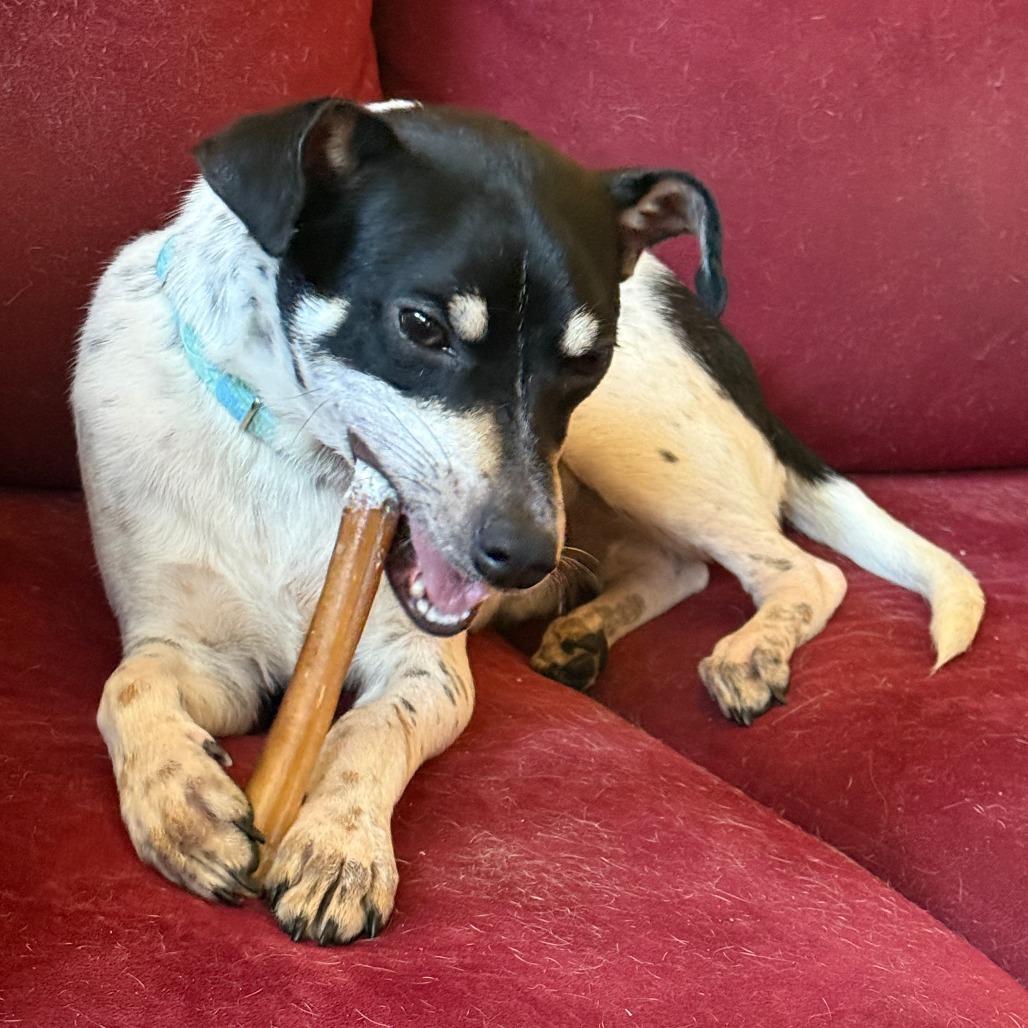 Enlarge Weasel D69724, a Adoptable Jack Russell Terrier in Minnetonka, MN image 5/6
