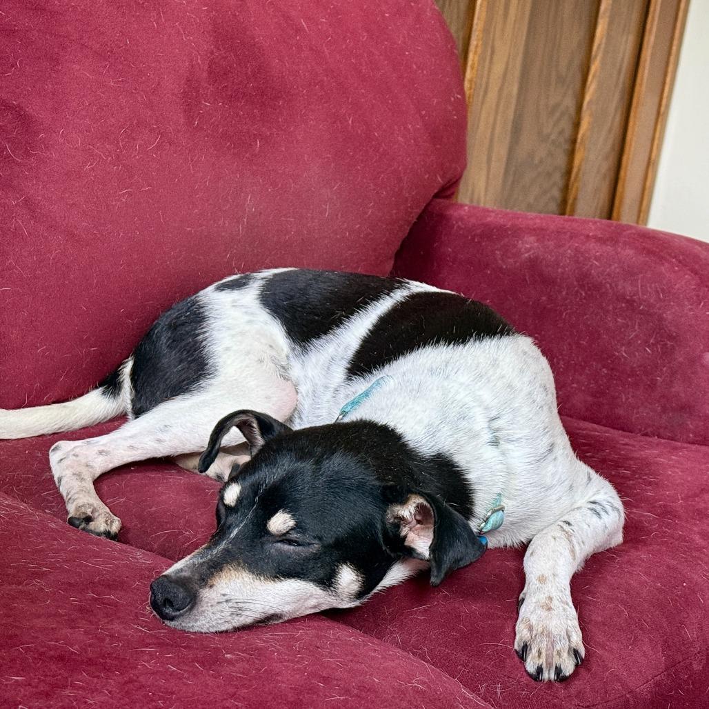 Enlarge Weasel D69724, a Adoptable Jack Russell Terrier in Minnetonka, MN image 6/6