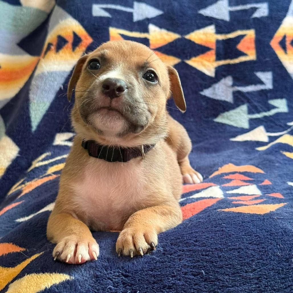 Enlarge Saguaro, a Adoptable Pit Bull Terrier in Brainerd, MN image 1/5