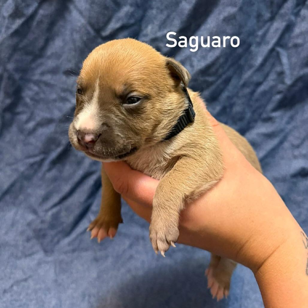Enlarge Saguaro, a Adoptable Pit Bull Terrier in Brainerd, MN image 2/5