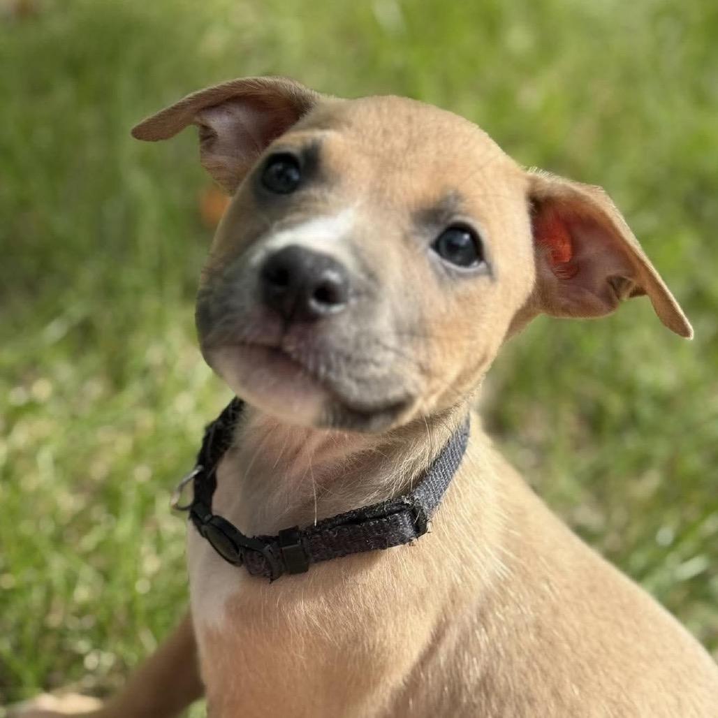 Saguaro, Adoptable, Puppy Male Pit Bull Terrier.