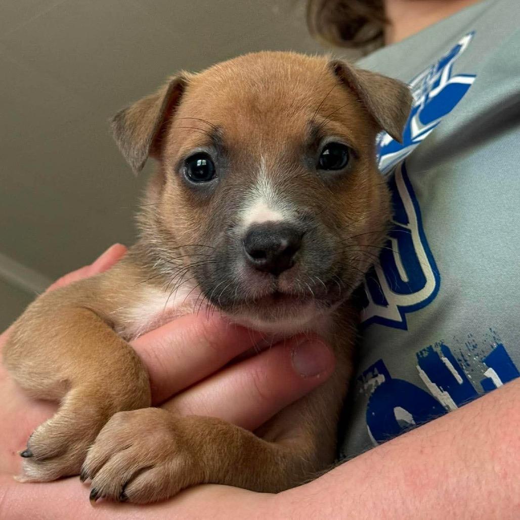 Enlarge Saguaro, a Adoptable Pit Bull Terrier in Brainerd, MN image 5/5