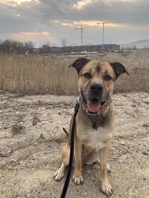 Enlarge BELLA, a Adoptable mixed breed in London, ON image 1/1