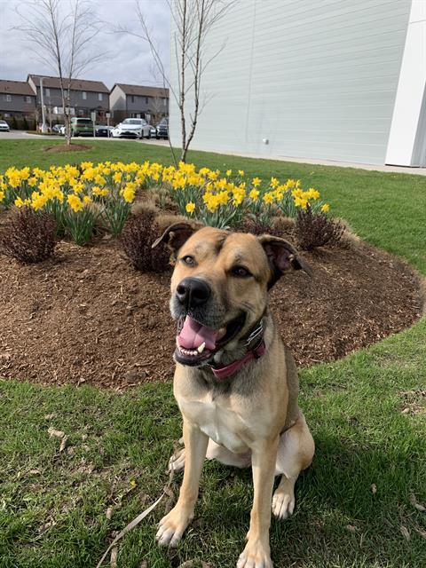 Enlarge BELLA, a Adoptable mixed breed in London, ON image 1/1