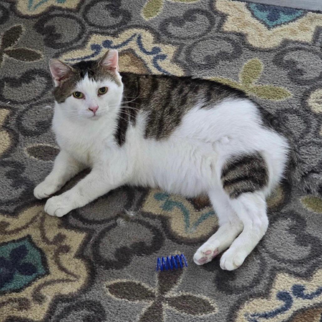 Mr. Paws, Adoptable, Adult Male Domestic Short Hair.