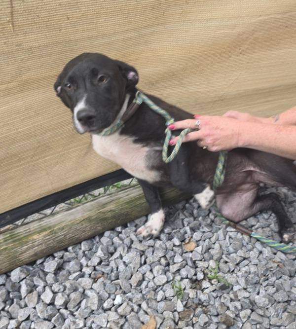 Enlarge Angie, a Adoptable mixed breed in Cleveland, TN image 1/1