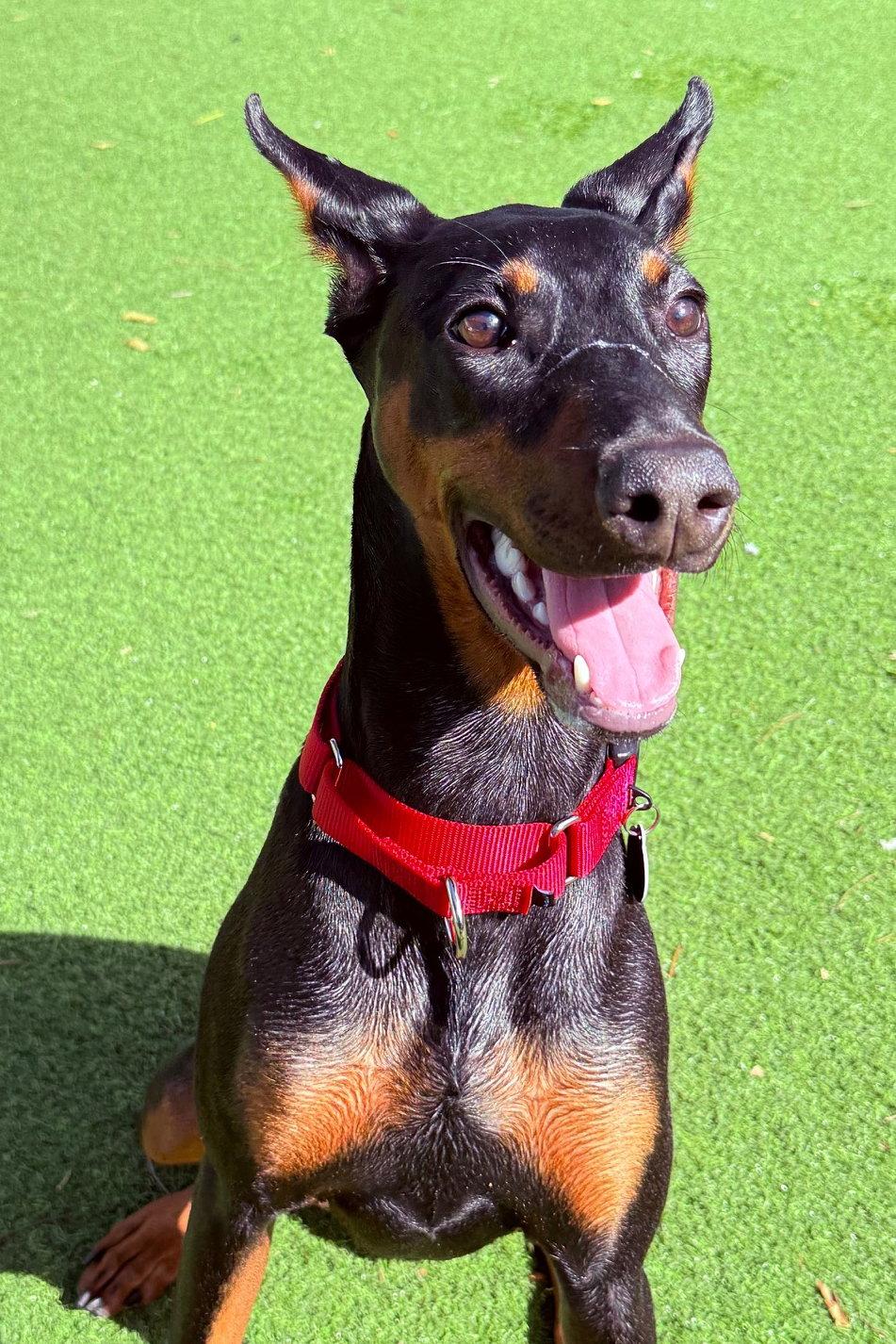 Ayra 3349, Adopted, Young Female Doberman Pinscher.