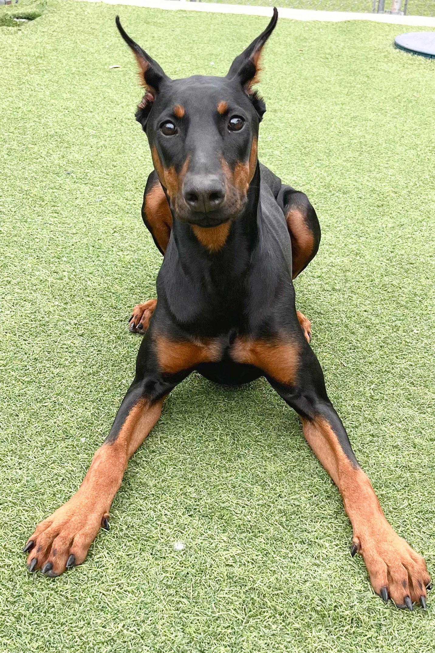 Ayra 3349, a Adopted Doberman Pinscher in Oakland Park, FL image 2/3