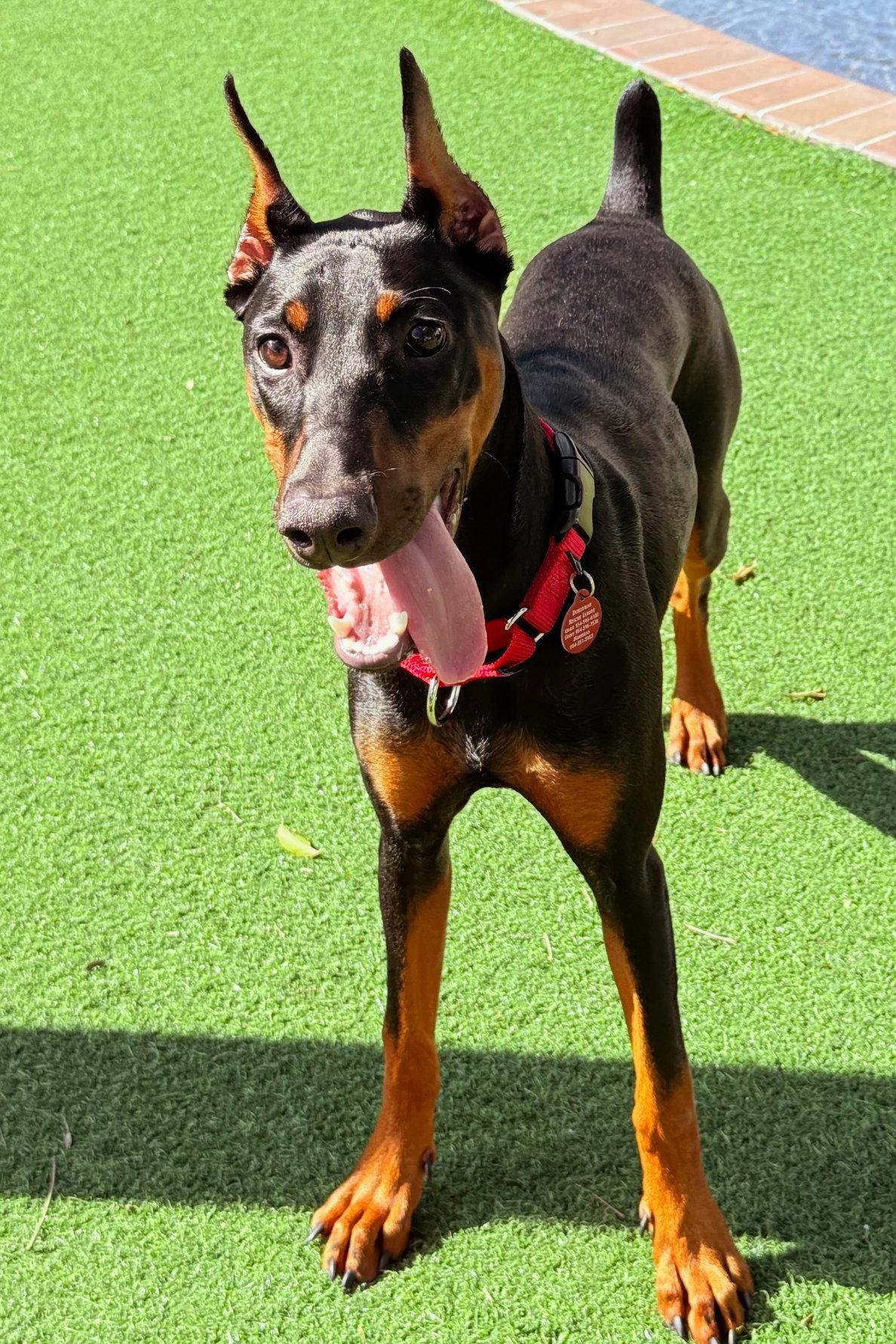 Ayra 3349, a Adopted Doberman Pinscher in Oakland Park, FL image 3/3