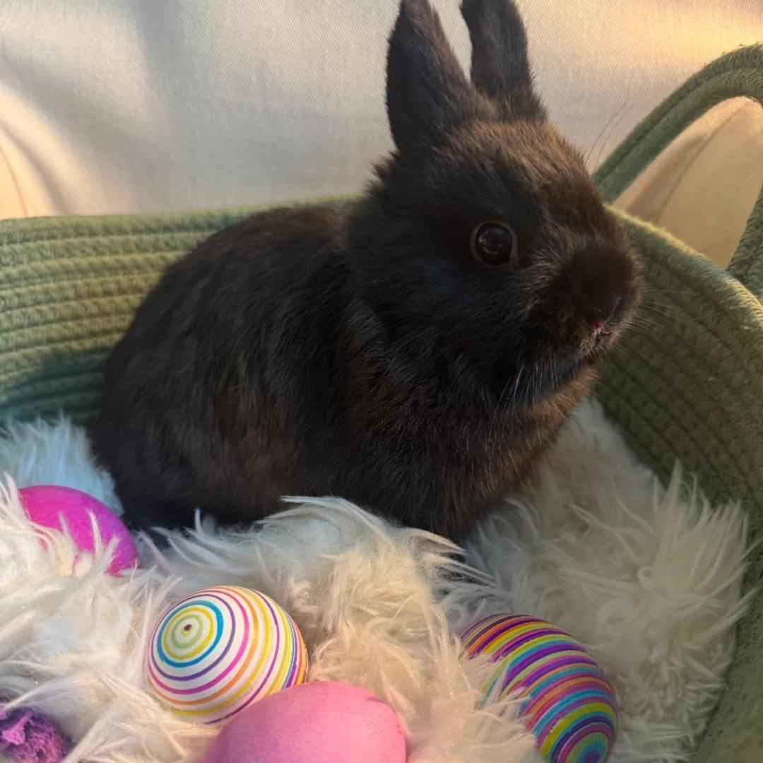 Chloe, a ADOPTABLE Netherland Dwarf in West Chester, OH image 2/4