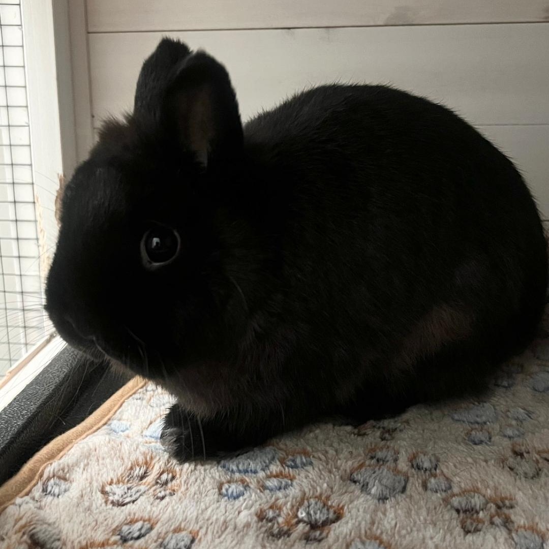 Chloe, a ADOPTABLE Netherland Dwarf in West Chester, OH image 3/4