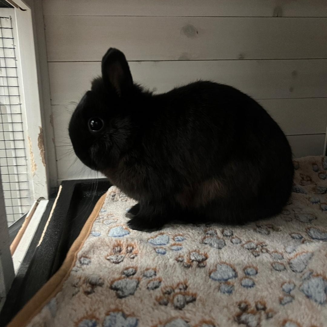Chloe, a ADOPTABLE Netherland Dwarf in West Chester, OH image 4/4