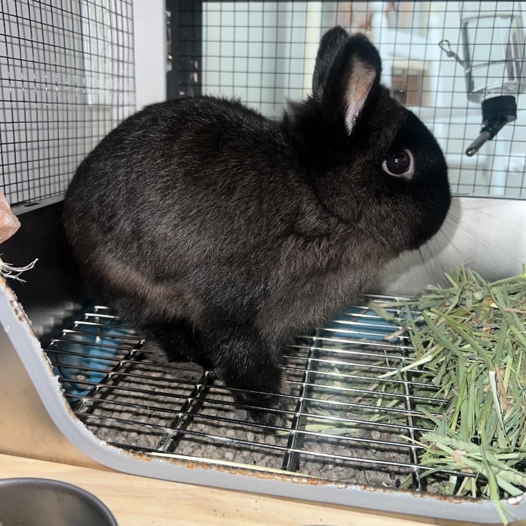 Chloe, a ADOPTABLE Netherland Dwarf in West Chester, OH image 1/4