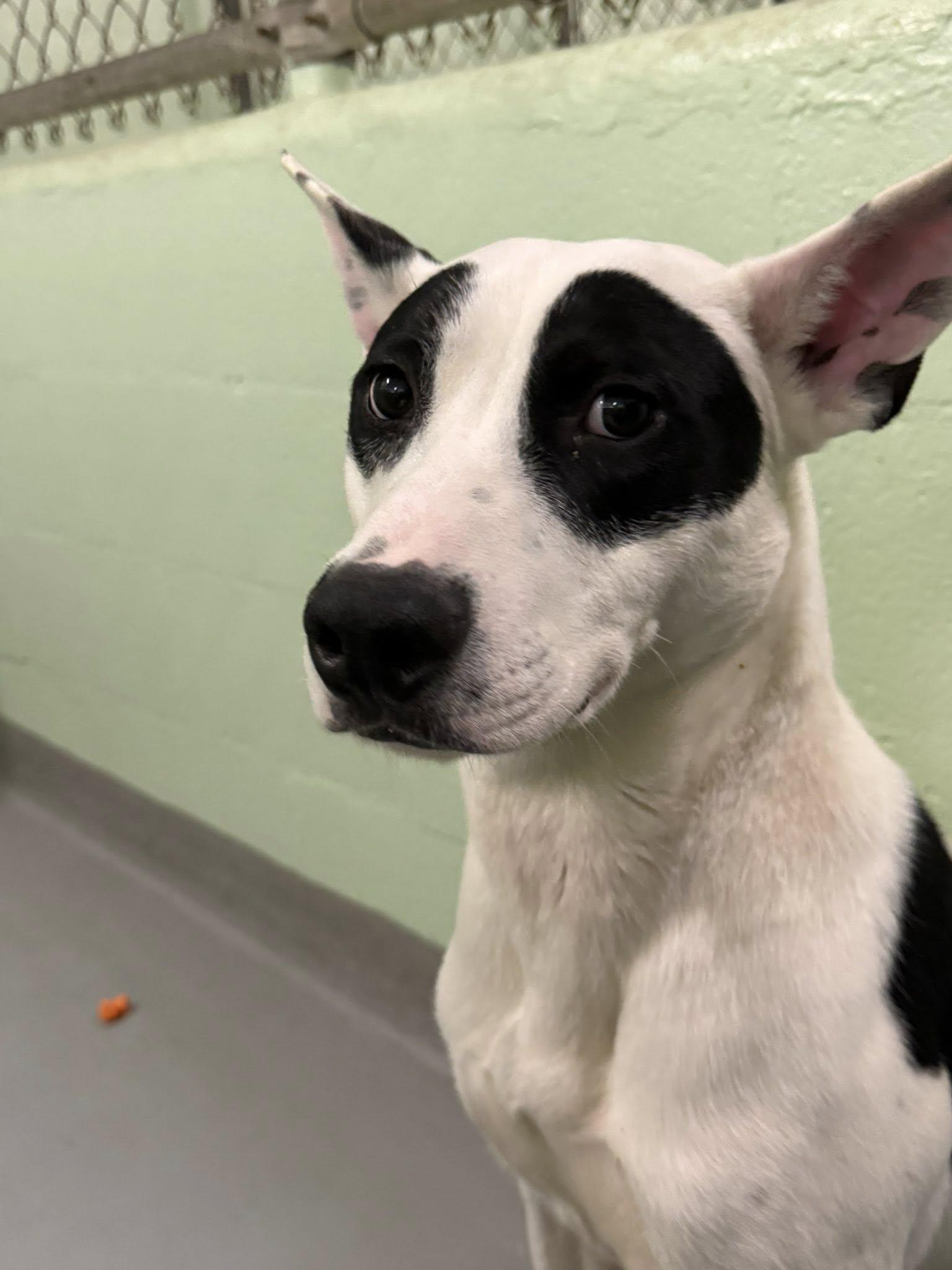 Enlarge Keaton, a Adoptable Mixed Breed in Durham, NC image 1/2