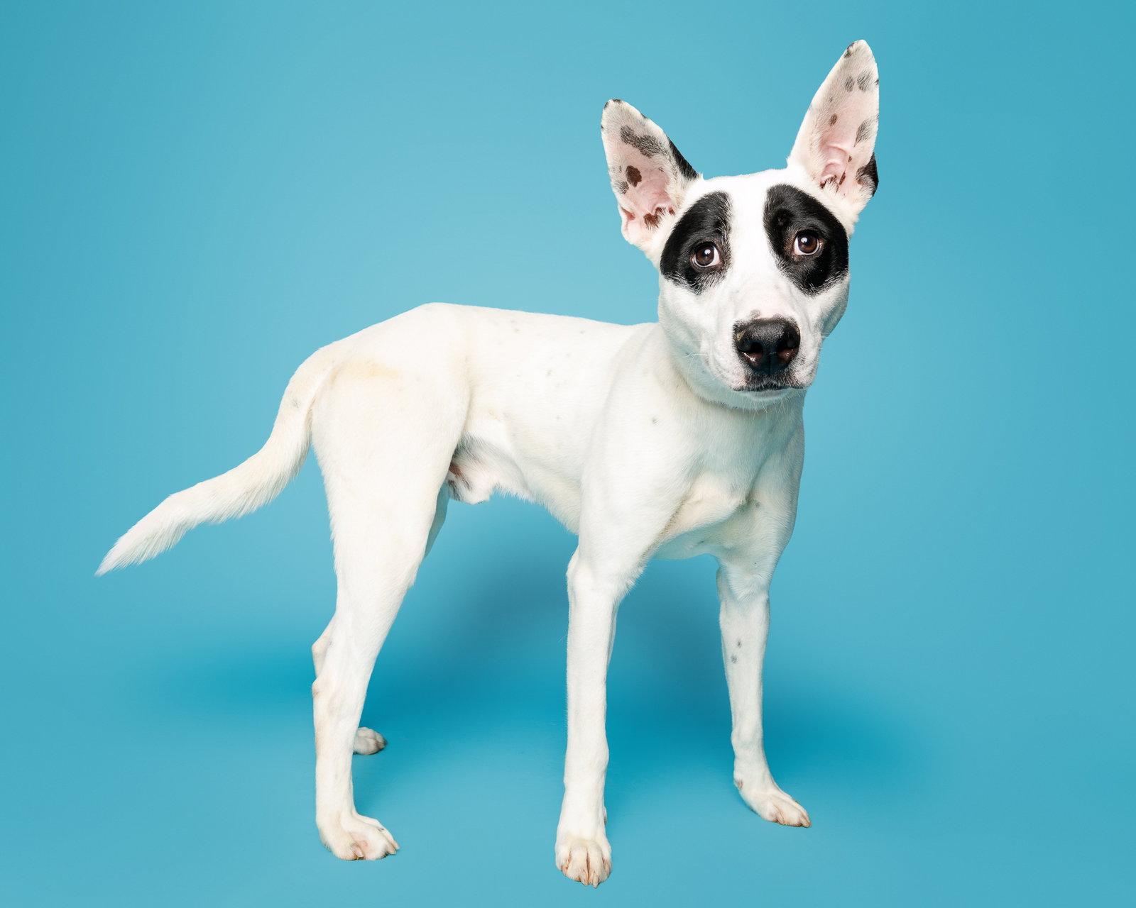 Enlarge Keaton, a Adoptable Mixed Breed in Durham, NC image 2/2