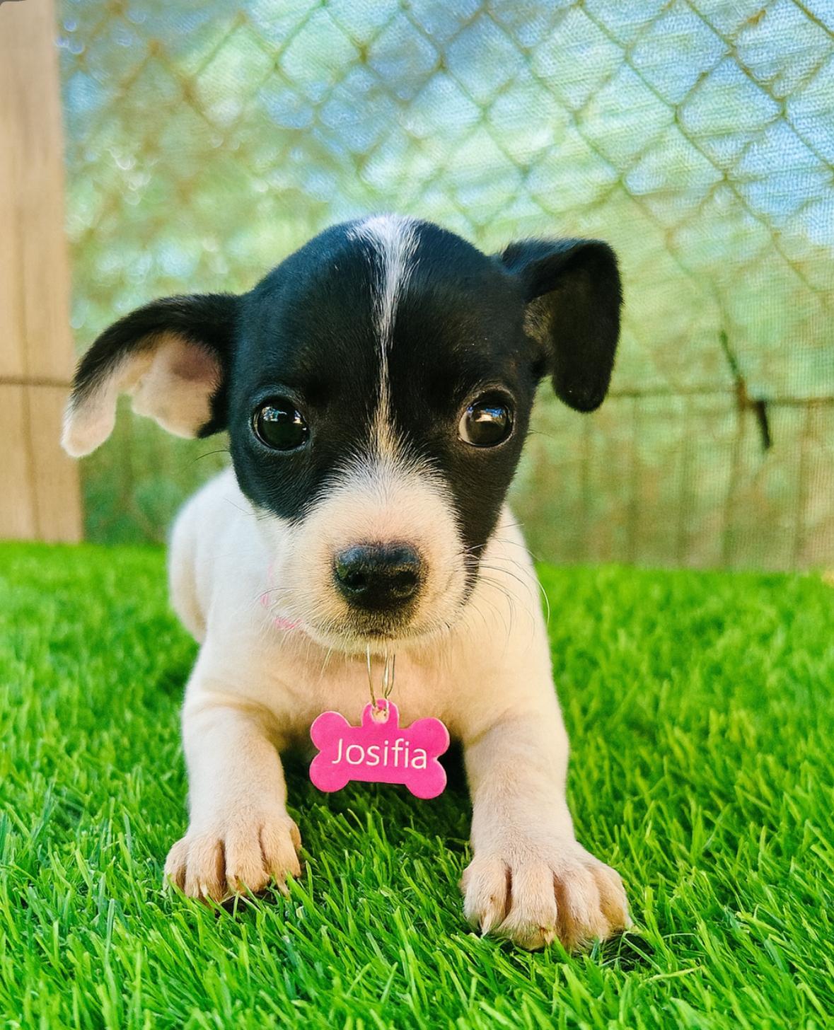 Josephia, Adoptable, Puppy Female Chihuahua & Terrier.
