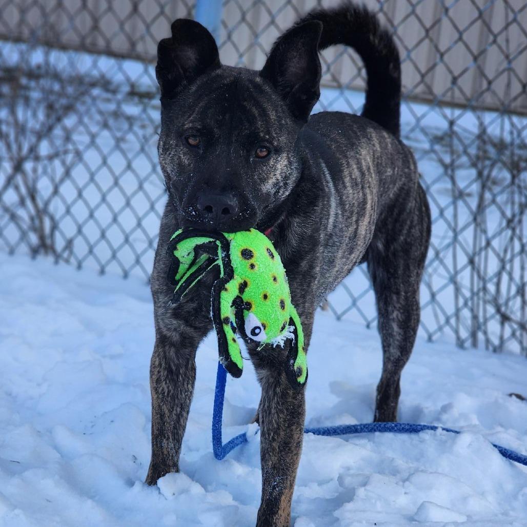 Enlarge Scout, a Adoptable mixed breed in Champaign, IL image 1/5