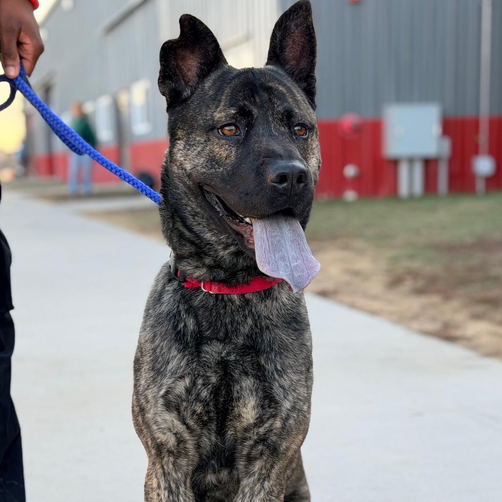 Enlarge Scout, a Adoptable mixed breed in Champaign, IL image 2/5