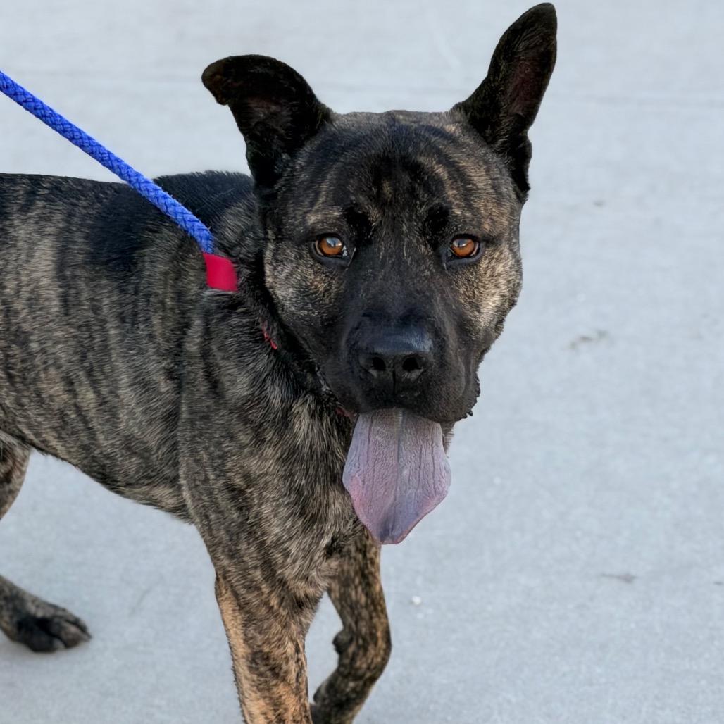Enlarge Scout, a Adoptable mixed breed in Champaign, IL image 3/5