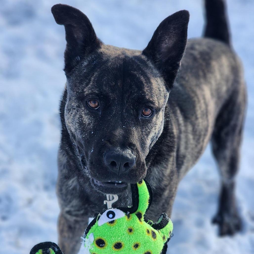 Enlarge Scout, a Adoptable mixed breed in Champaign, IL image 4/5