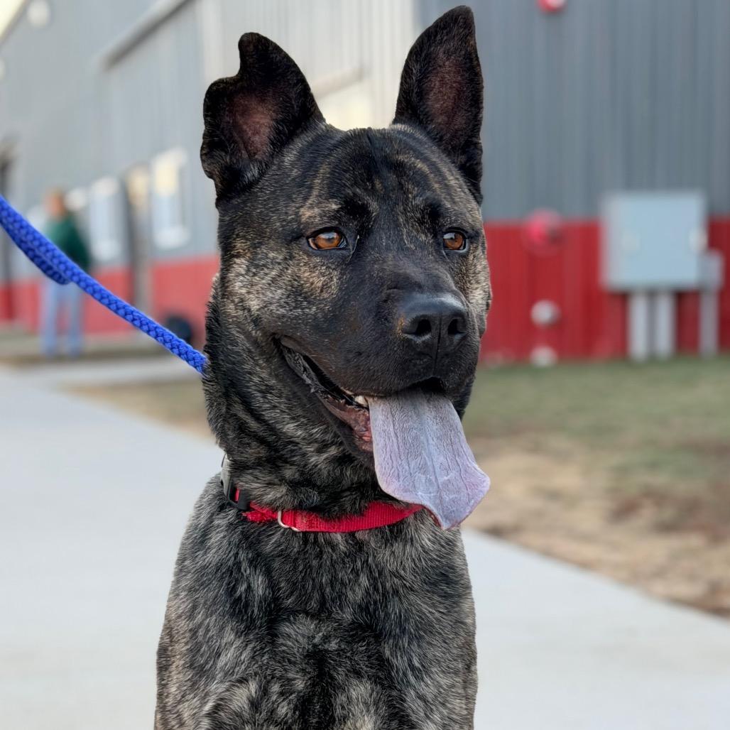 Enlarge Scout, a Adoptable mixed breed in Champaign, IL image 5/5