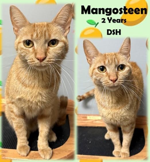 Mangosteen, Adoptable, Adult Female Domestic Short Hair.