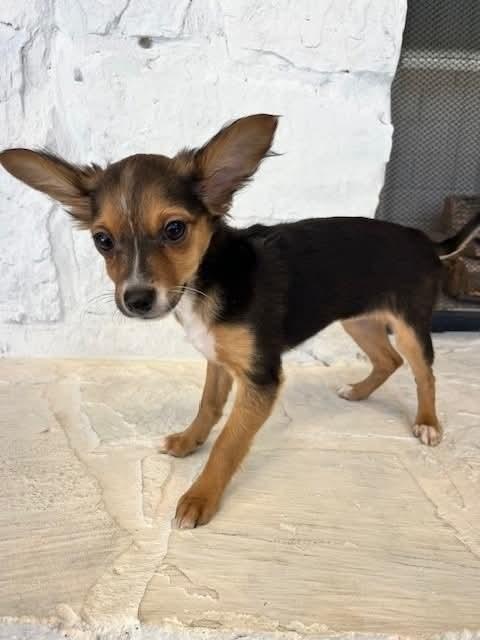 Enlarge Marcie, a Adoptable mixed breed in Wolcott, CT image 1/5