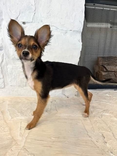 Enlarge Marcie, a Adoptable mixed breed in Wolcott, CT image 3/5