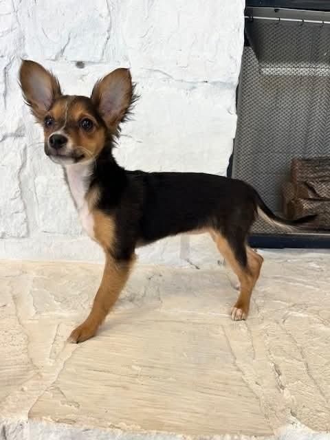 Enlarge Marcie, a Adoptable mixed breed in Wolcott, CT image 4/5